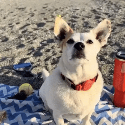 Futavion® 🔥 Portable Dog Water Ball🐶