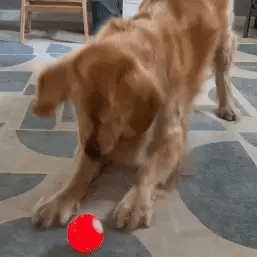 🔵Futavion® Automatic Obstacle Avoidance Smart Jumping Ball Toy, Type-C Rechargeable Dog Shaking Toy. Bouncing Balls for All Dogs.（Orange and Blue）